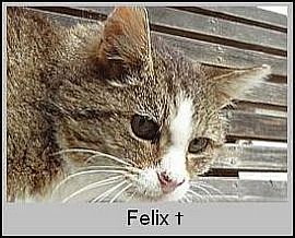 Felix